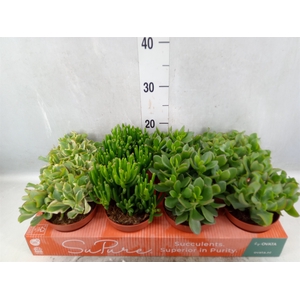 Crassula   ...mix