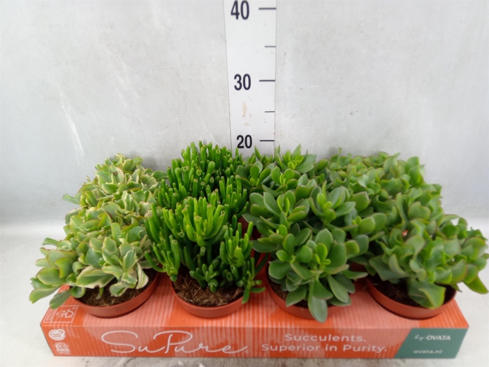 <h4>Crassula   ...mix</h4>