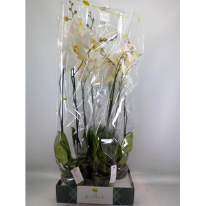 Phalaenopsis   ...white