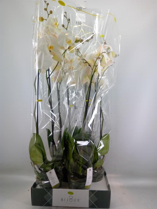 <h4>Phalaenopsis   ...white</h4>