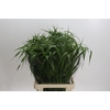 Panicum Fountain