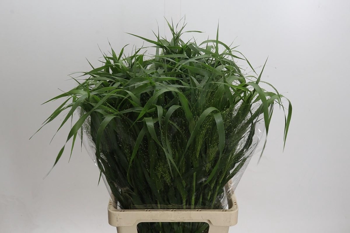 <h4>Panicum Fountain</h4>