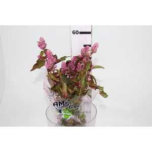 CAMARAO ROSA 050 CM
