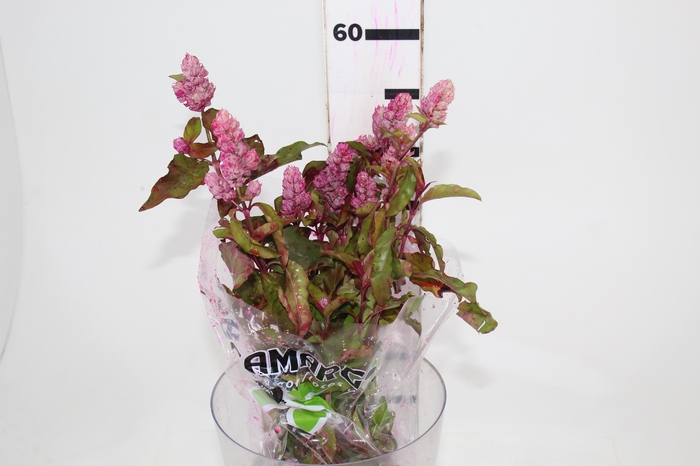 <h4>CAMARAO ROSA 050 CM</h4>