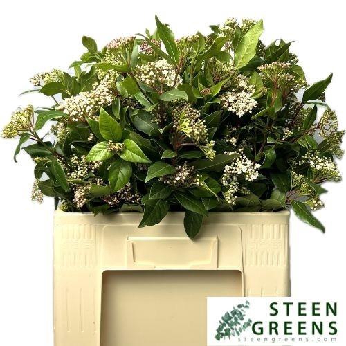 <h4>VIBUR T MACROPHYLLUM</h4>