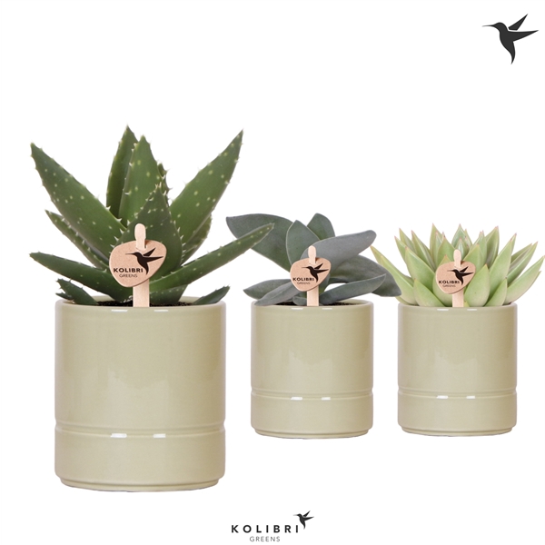 <h4>Kolibri Greens Succulenten mix in Pastel pot green</h4>