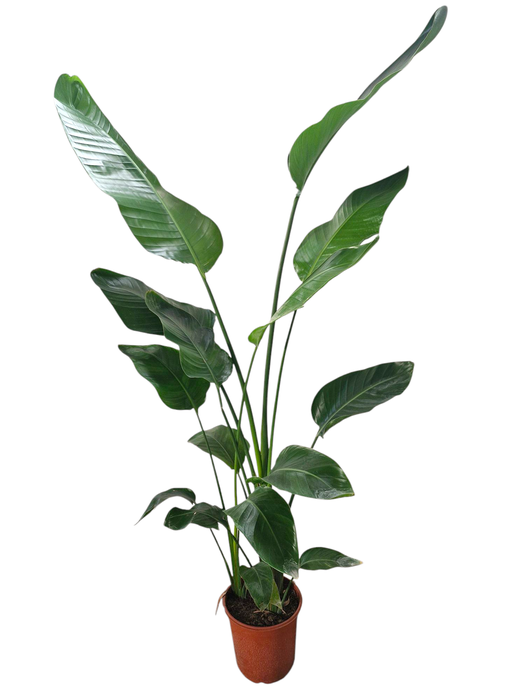 <h4>Strelitzia Nicolai</h4>