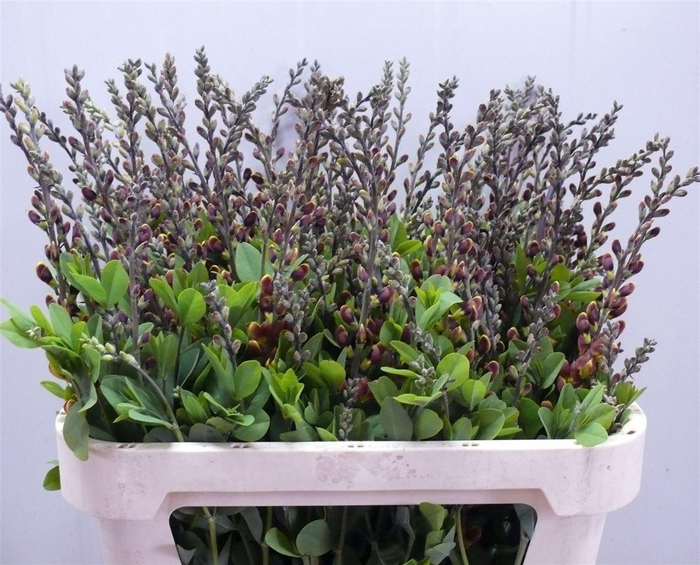 <h4>Baptisia Brown Yellow 80cm P Stem</h4>