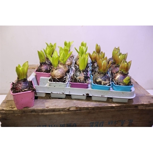 arr8 Hyacin Gem 4 Kl