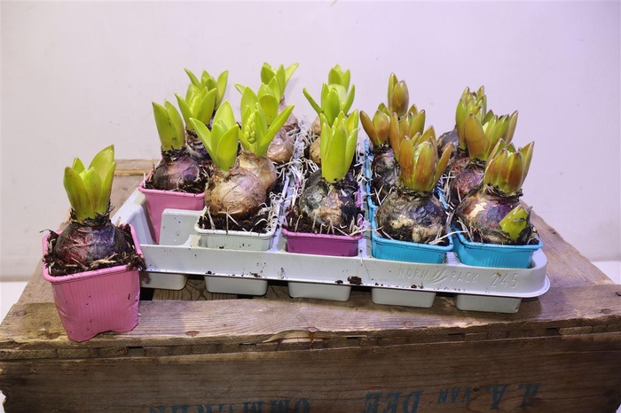 <h4>arr8 Hyacin Gem 4 Kl</h4>