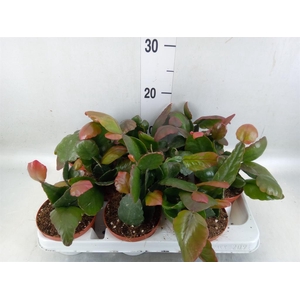 Rhipsalis   ...