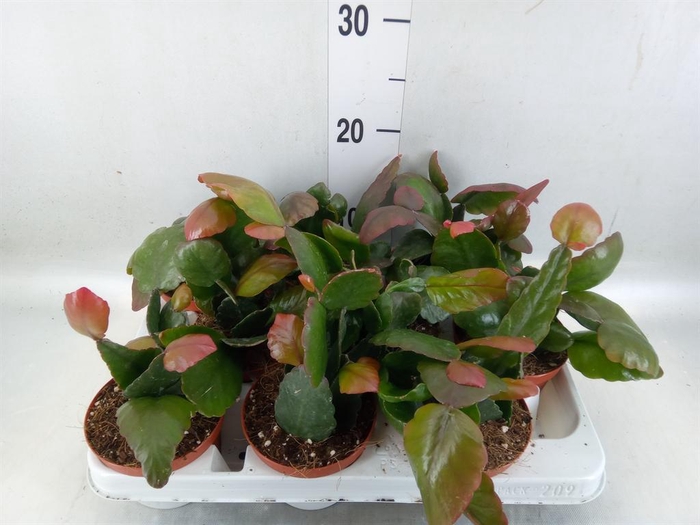 <h4>Rhipsalis   ...</h4>