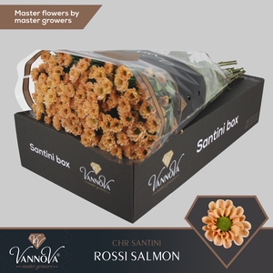 Chrysanten Chr S Rossi Salmon