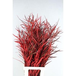 Grevillea Bs Red