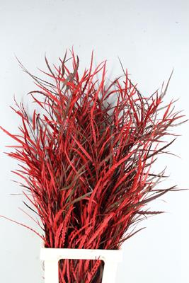 <h4>Grevillea Bs Red</h4>