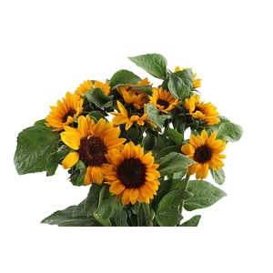 Heli Sonja Blumen Heinen