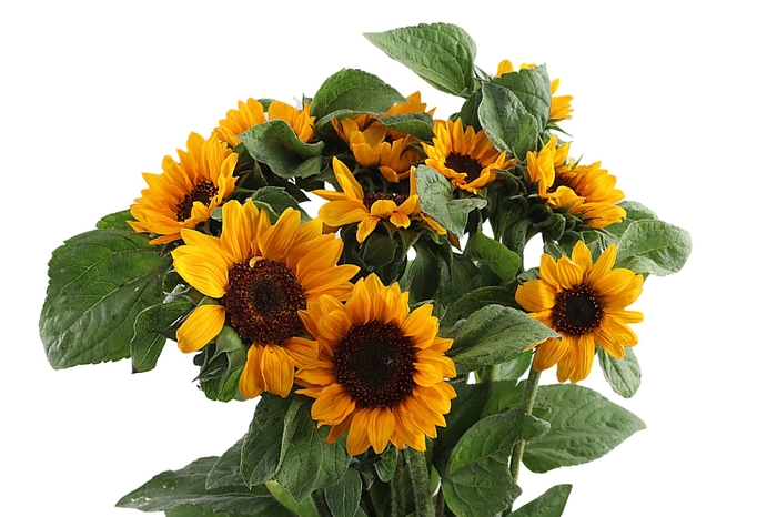 <h4>Heli Sonja Blumen Heinen</h4>
