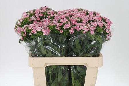 <h4>Di Barb Lavender Melian Bre X80</h4>