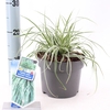 Carex oshimensis Everest