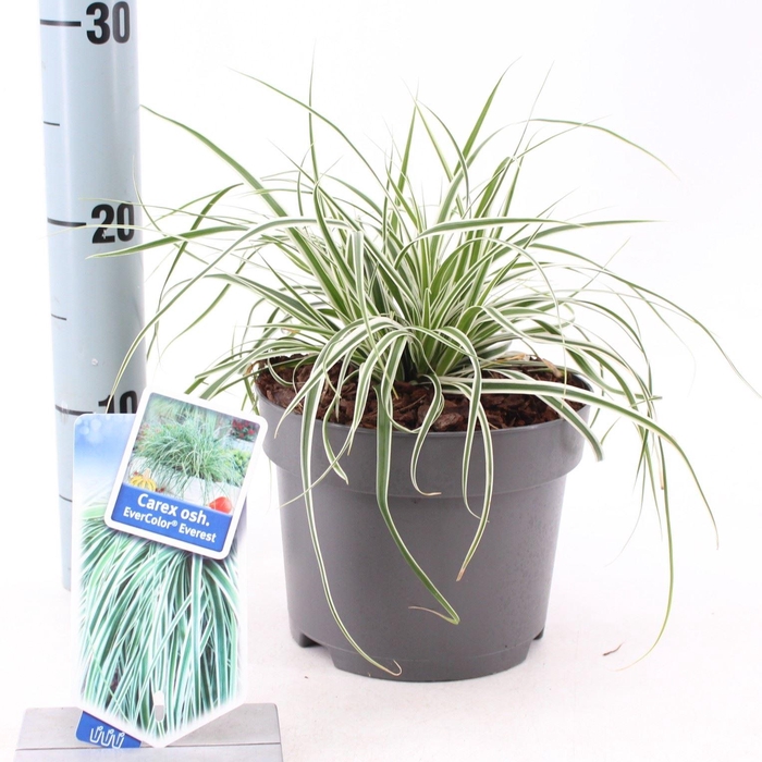<h4>Carex oshimensis Everest</h4>