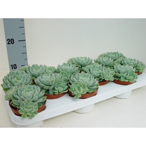 Echeveria elegans