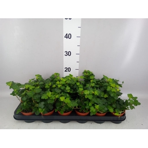 Hedera helix 'Wonder'