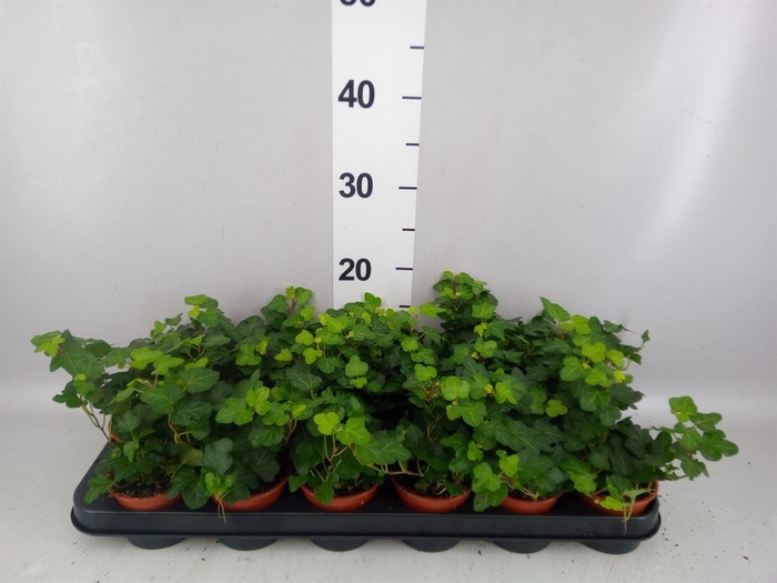 <h4>Hedera helix 'Wonder'</h4>