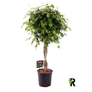 Ficus benj. Exotica gevlochten stam