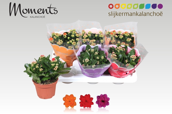 <h4>KAL GE GEM 3 KL</h4>