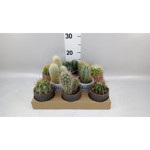 Cactus   ...