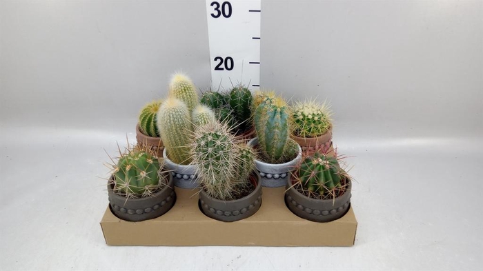 <h4>Cactus ...</h4>