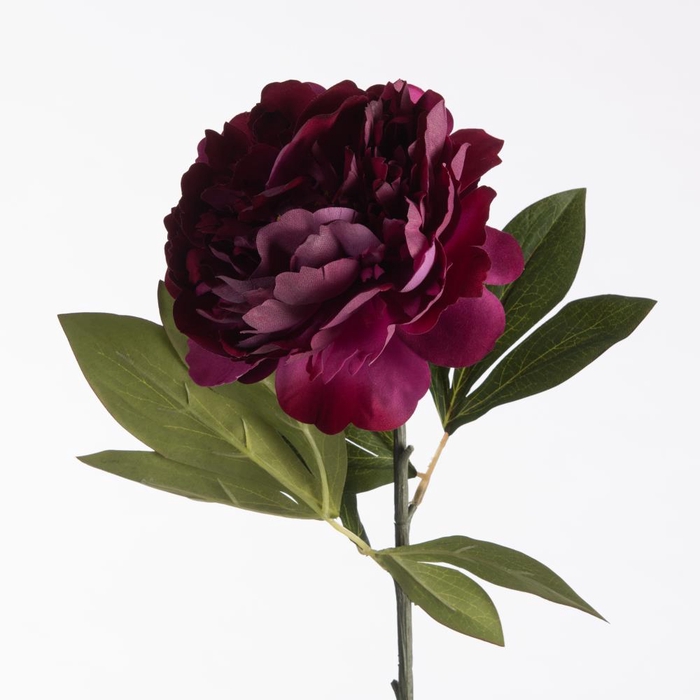 <h4>Af Paeonia L78cm Beauty</h4>