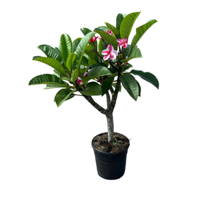 Plumeria alba