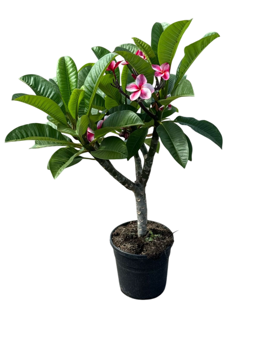 <h4>Plumeria alba</h4>