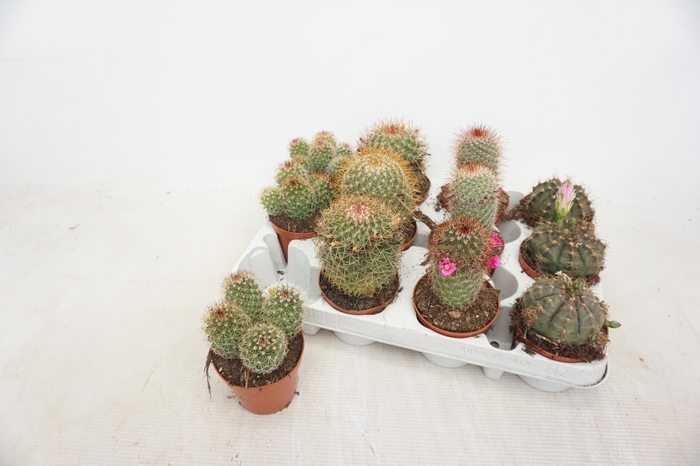 <h4>CACTUS GEM 4 SRT</h4>