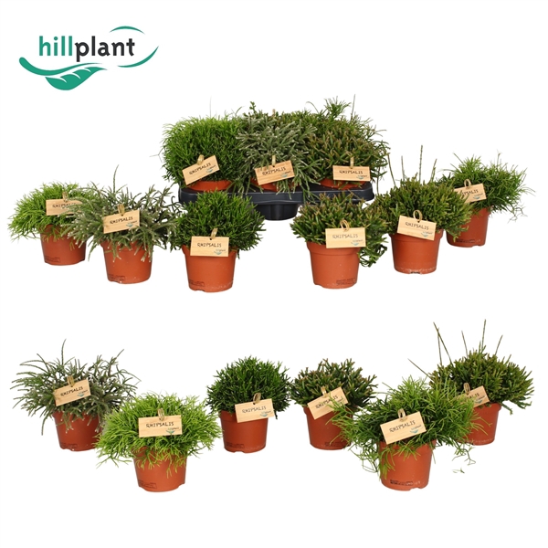 <h4>Rhipsalis gemengd 12 cm</h4>