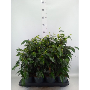 Ficus benja. 'Danielle'