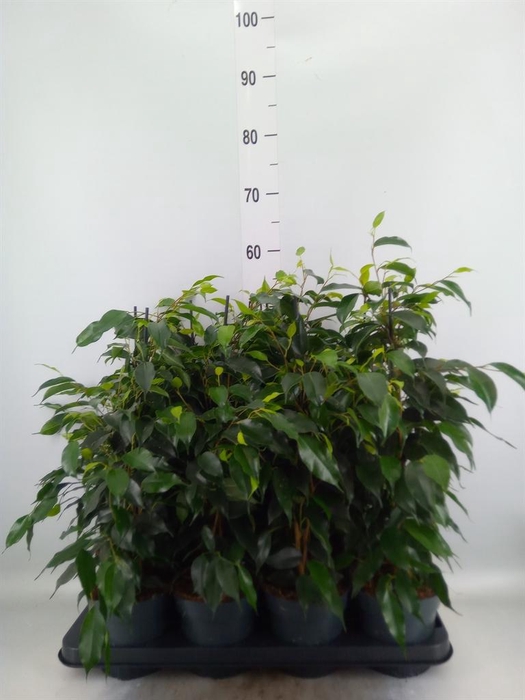 <h4>Ficus benja. 'Danielle'</h4>