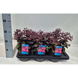 Sedum telep.