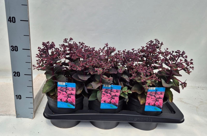 <h4>Sedum telep.</h4>
