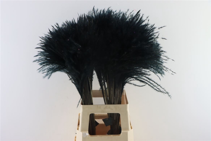 <h4>Dried Stipa Feather Black P. Stem</h4>