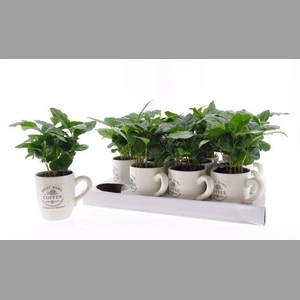 Coffea arabica