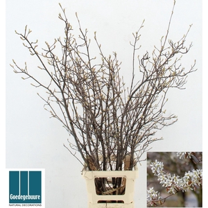 AMELANCHIER LAMARCKII AMELANCHIER L