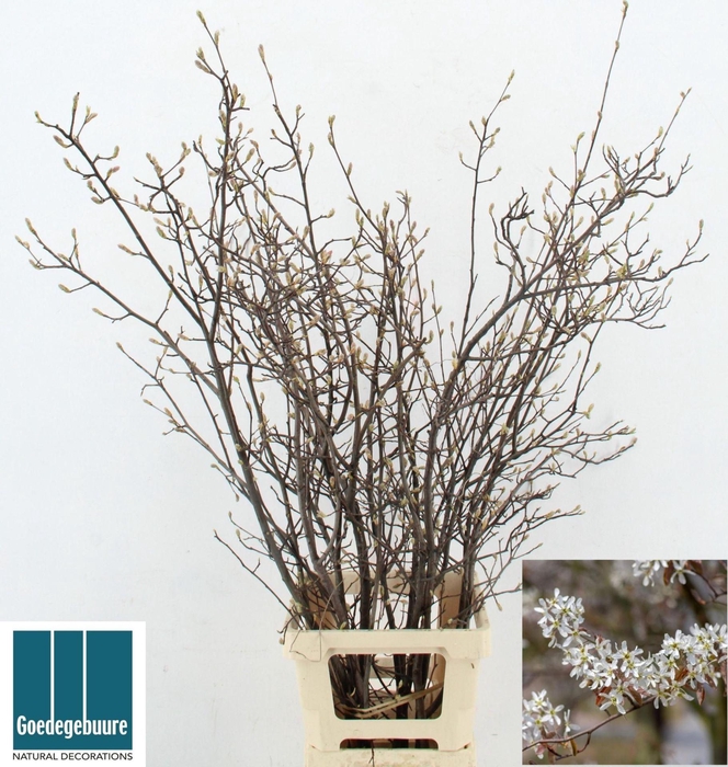 <h4>AMELANCHIER LAMARCKII AMELANCHIER L</h4>