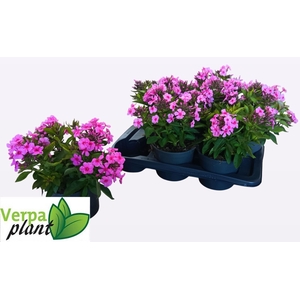 PHLOX P FAMOUS P D E
