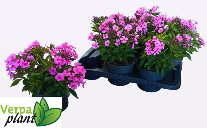 <h4>PHLOX P FAMOUS P D E</h4>