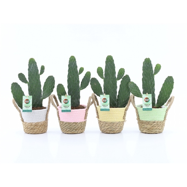 <h4>Opuntia rubescens Consolea in Noah Pastel</h4>