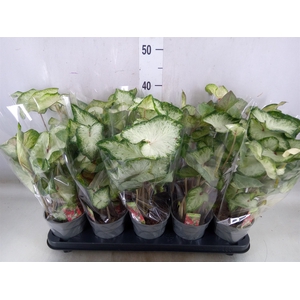 Caladium  'White Wonder'