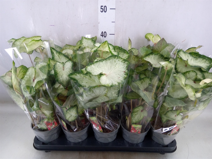 <h4>Caladium  'White Wonder'</h4>