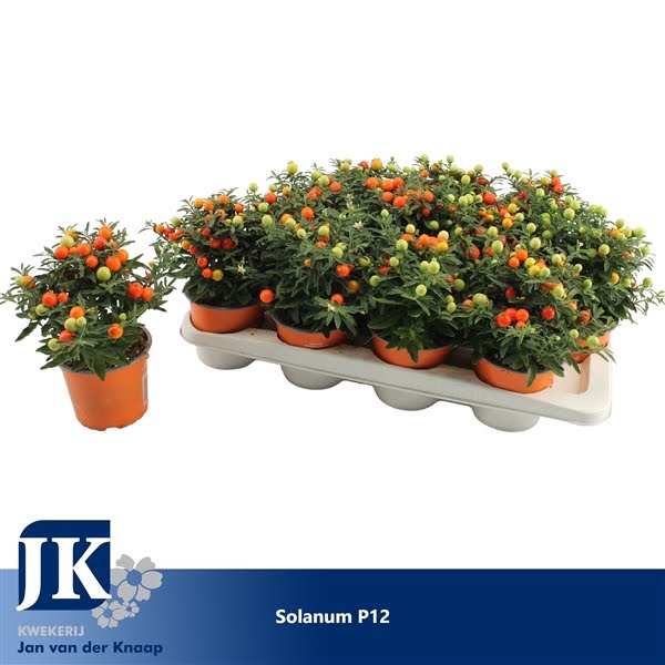 <h4>Solanum Pseudocapsicum oranje bes</h4>